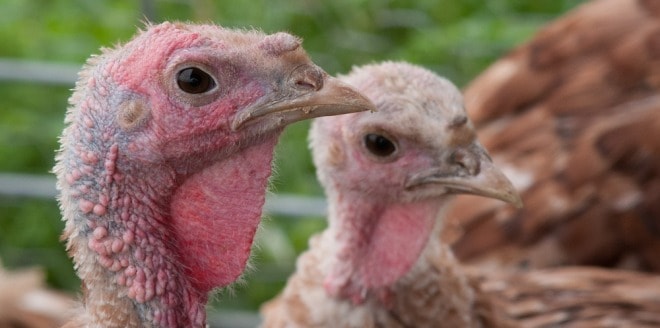 Organic turkey poults, Lance Cheung, USDA. CC on Flickr