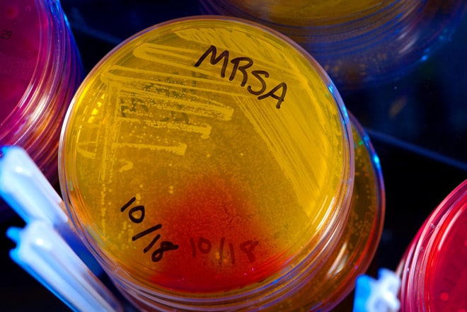 Plates of Methicillin-Resistant Staphylococcus Aureus (MRSA) in CDC’s healthcare-associated infections laboratory. 